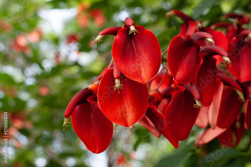 Erythrina crista-galli #511666804