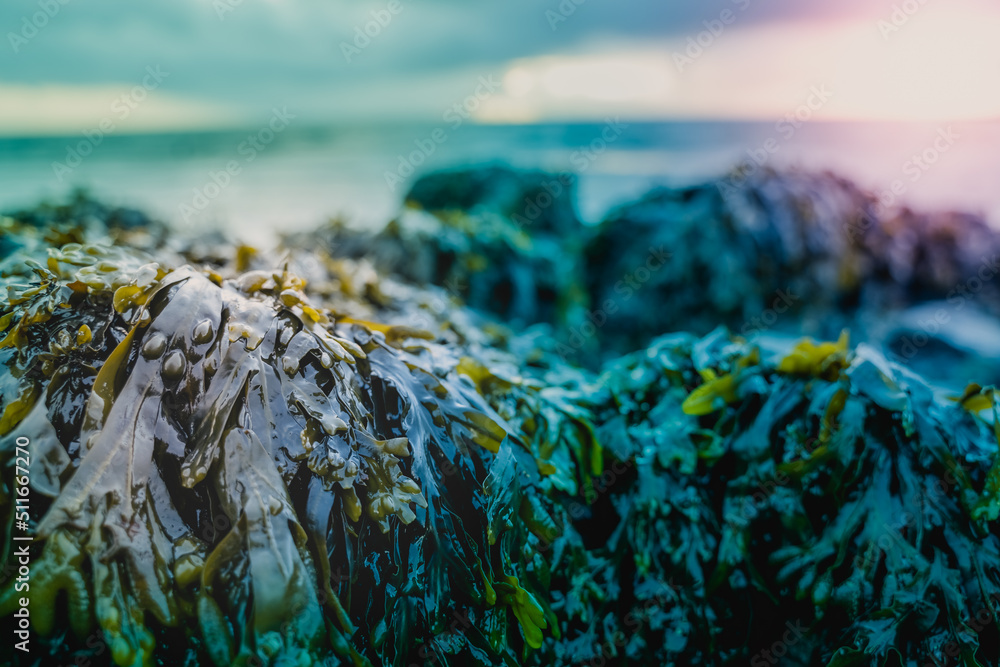 Fresh green seaweed on a stone at the shoreline Fresh green seaweed on a stone at the shoreline