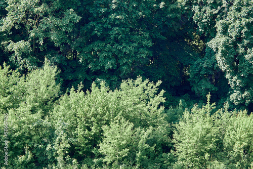 Dense green foliage. Summer texture of green foliage and trees