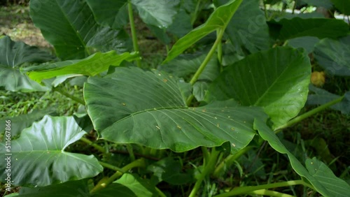 Wallpaper Mural Clump of Elephant ear or Taro plants swaying by the wind under morning sunlight. Green leaves nature background. Torontodigital.ca