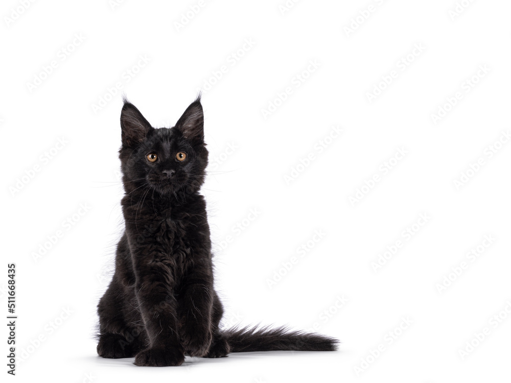 Beautiful solid black Maine Coon cat kitten, sitting up facing front. Looking towards camera with amber eyes. Isolated on a white background.