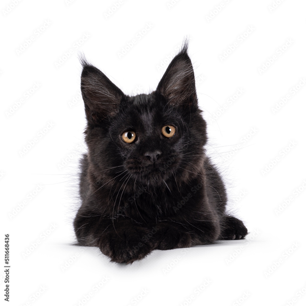 Beautiful solid black Maine Coon cat kitten, laying down facing front. Looking towards camera with amber eyes. Isolated on a white background.