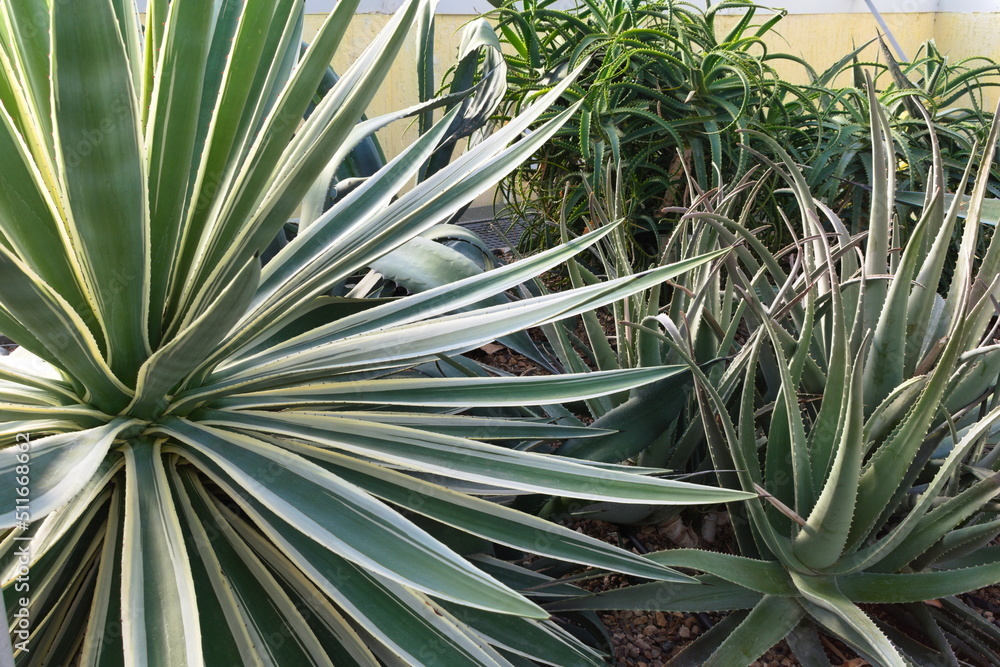 Fototapeta premium Broad leaves of agave and aloe
