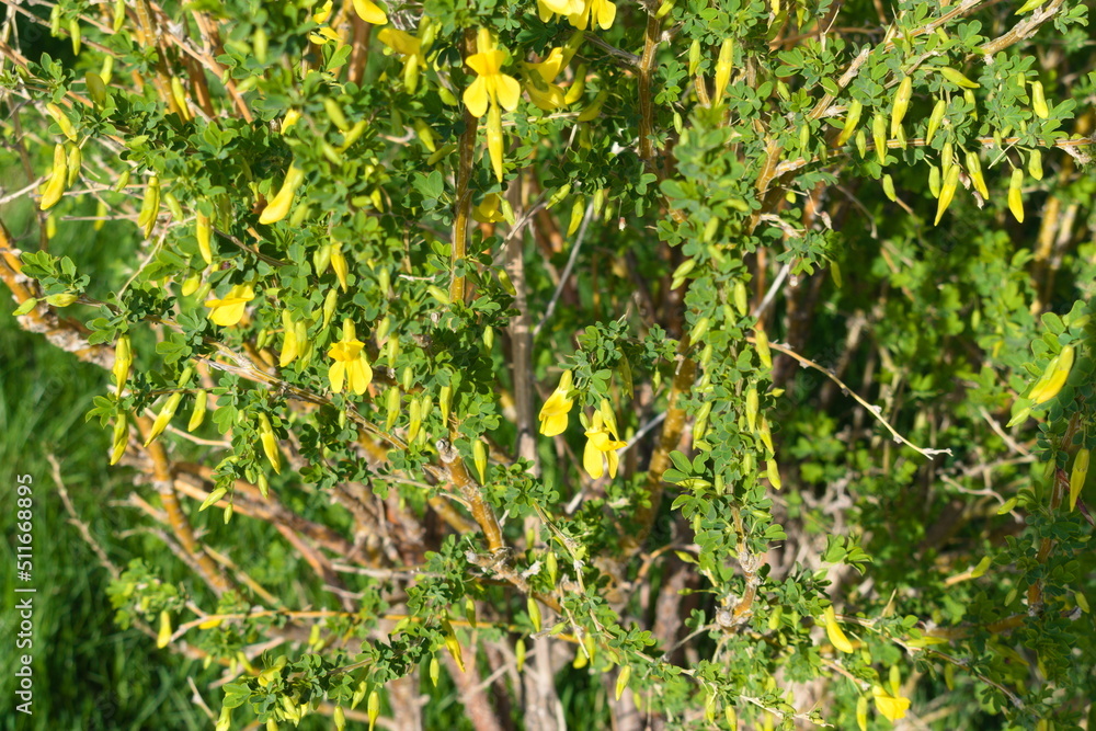 Flowers on a currant bush Flowers on a currant bush