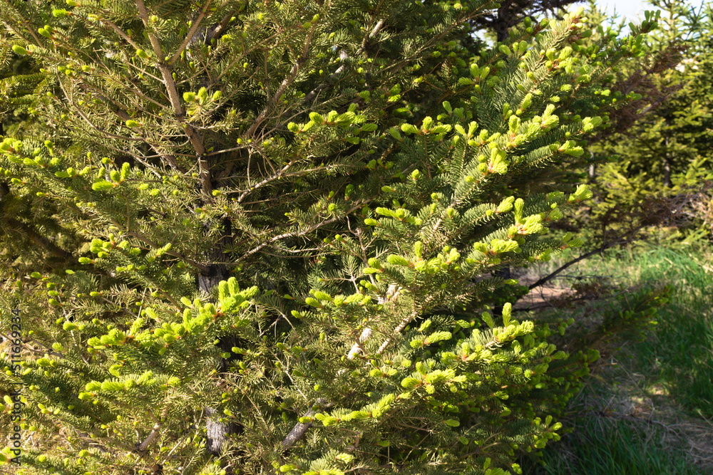 Spruce branches Spruce branches
