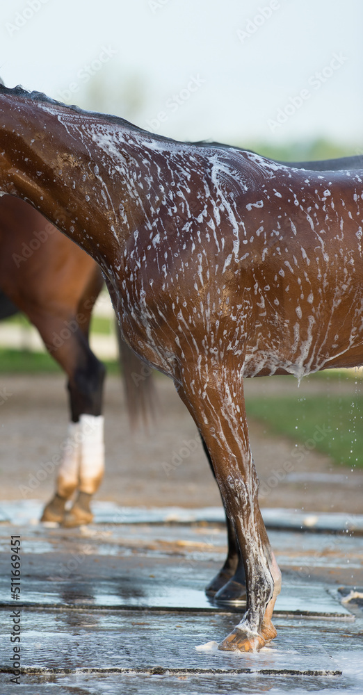 Title Close up of horse being bathed shampoo water and suds on coat of bay horse with white