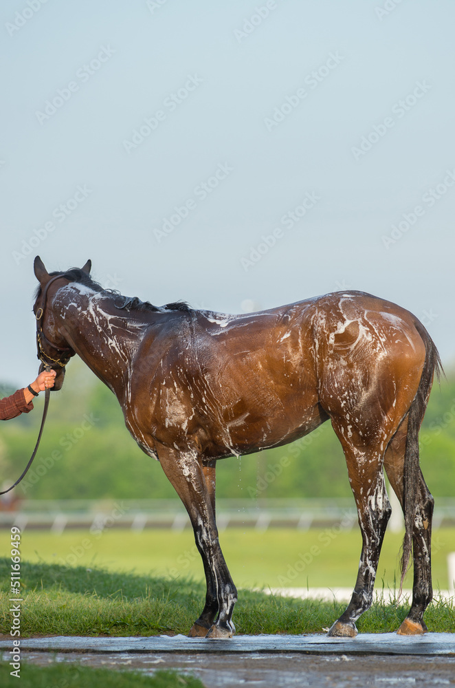full body of bay horse being bathed and shampooed with water and suds on full body water