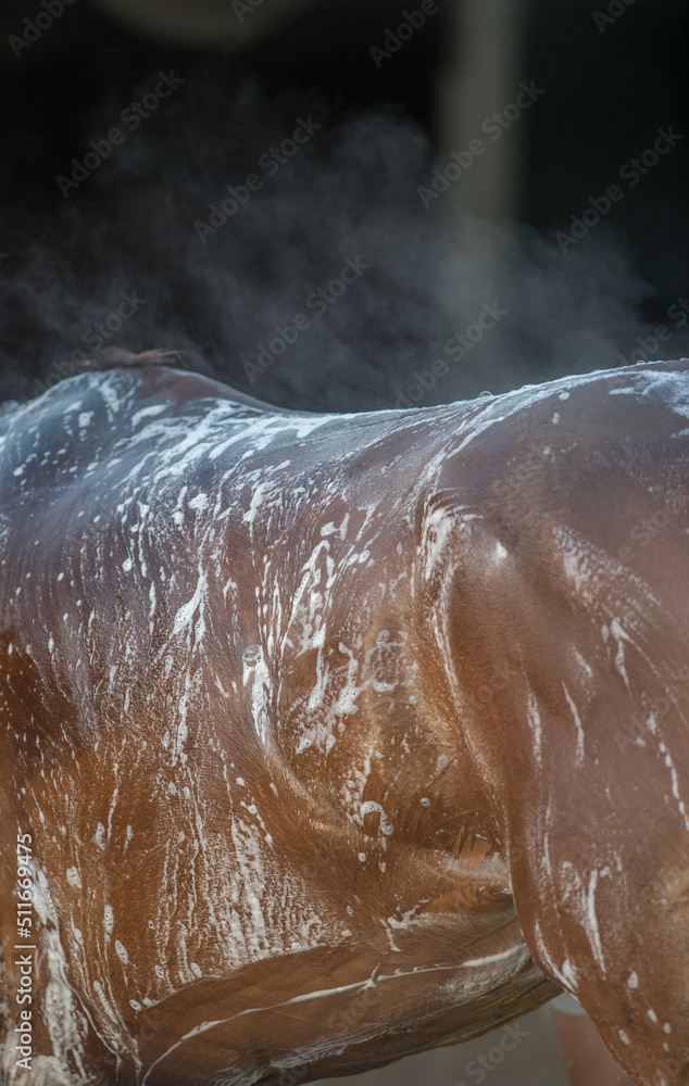 Zdjęcie Stock Close up of back and rump of horse being bathed shampoo water and suds on coat of