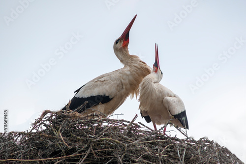 a white stork pair on in its nest