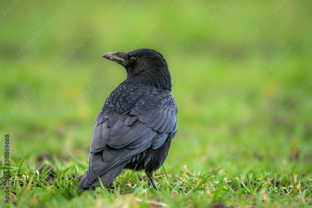 a common northern raven is looking for food in a meadow a common northern raven is looking for food in a meadow