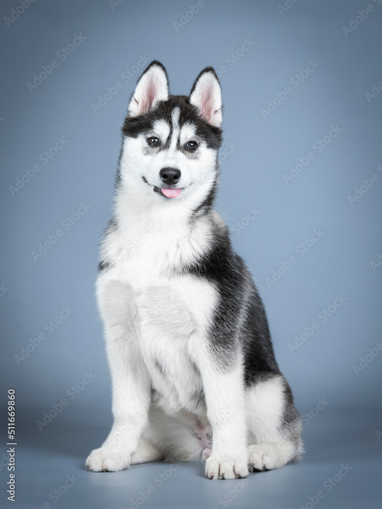 Siberian husky puppy sitting in a photo studio