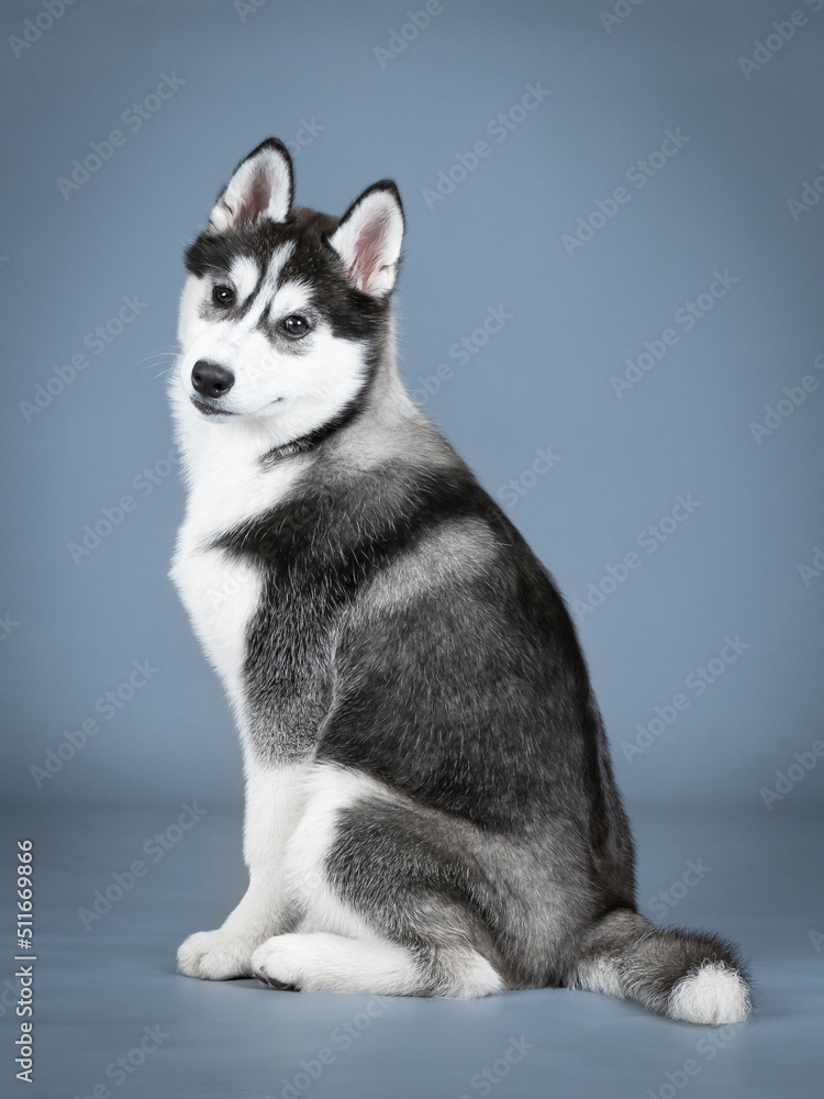 Siberian husky puppy sitting in a photo studio Siberian husky puppy sitting in a photo studio