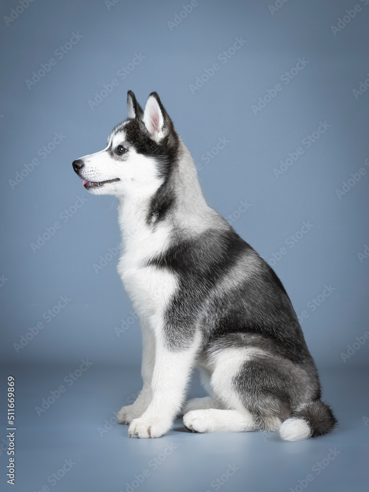 Siberian husky puppy sitting in a photo studio