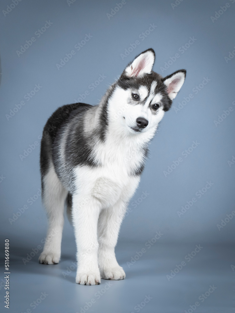 Siberian husky puppy standing in a photo studio Siberian husky puppy standing in a photo studio