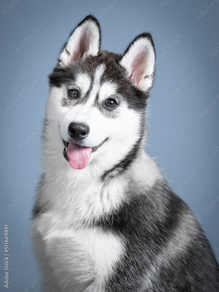 Studio portrait of a siberian husky puppy