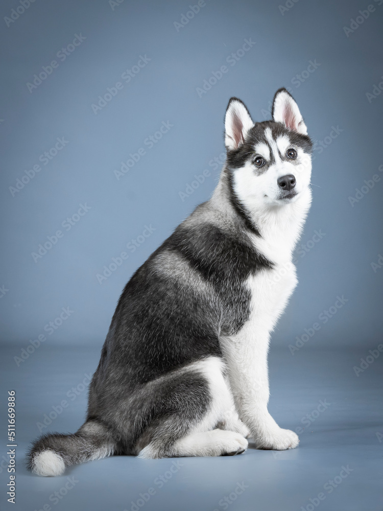 Siberian husky puppy sitting in a photo studio