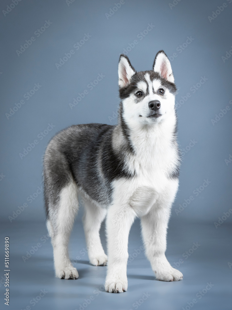 Siberian husky puppy standing in a photo studio