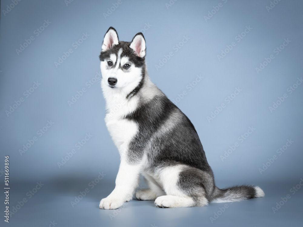 Siberian husky puppy sitting in a photo studio Siberian husky puppy sitting in a photo studio
