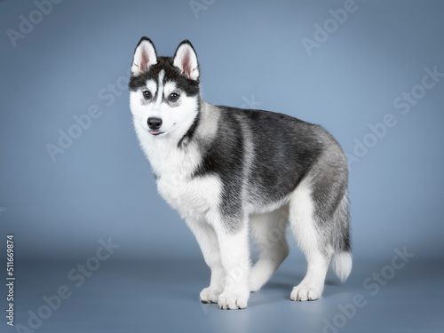 Siberian husky puppy standing in a photo studio