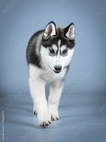 Siberian husky puppy walking in a photo studio