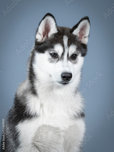 Fototapeta Naklejka Na Ścianę i Meble -  Studio portrait of a siberian husky puppy