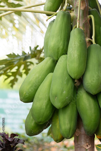 Green papaya on tree in garden