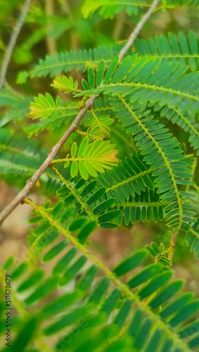 close up of fern leaf