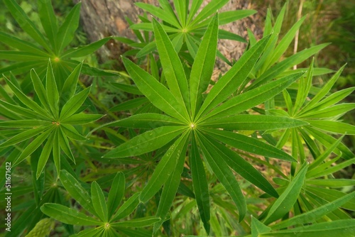 close up of marijuana