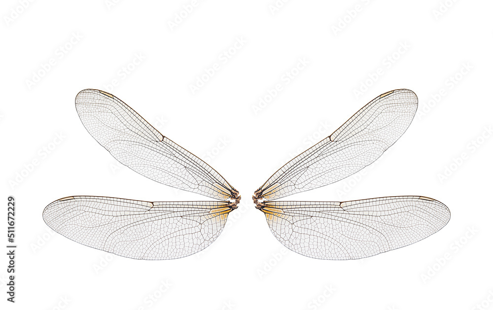 dragonfly insect wings on a white background,isolated - obrazy, fototapety, plakaty 