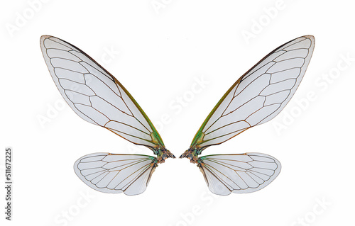 cicada insect wings isolated on a white