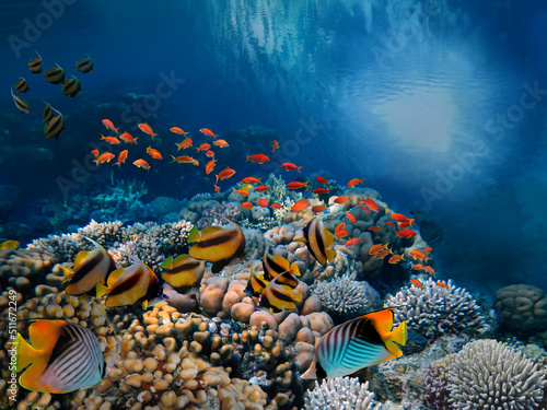 Canvas Print Underwater scene. Coral reef and fish groups