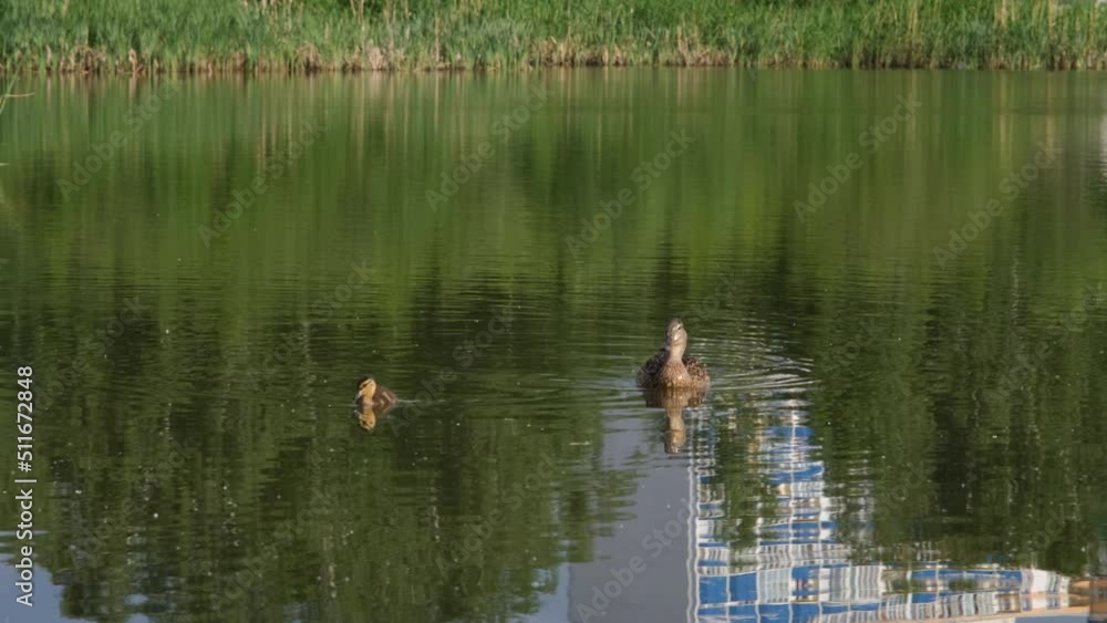 Mallard duck (anas platyrhynchos) with her duckling swimming in a lake in public park near residential area. Birds and wild nature Concept Mallard duck (anas platyrhynchos) with her duckling swimming in a lake in public park near residential area. Birds and wild nature Concept