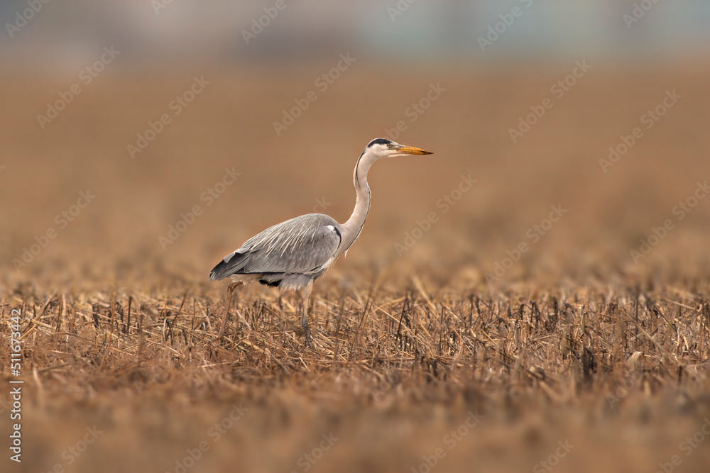 Obraz premium a gray heron is looking for food on a brown autumn field