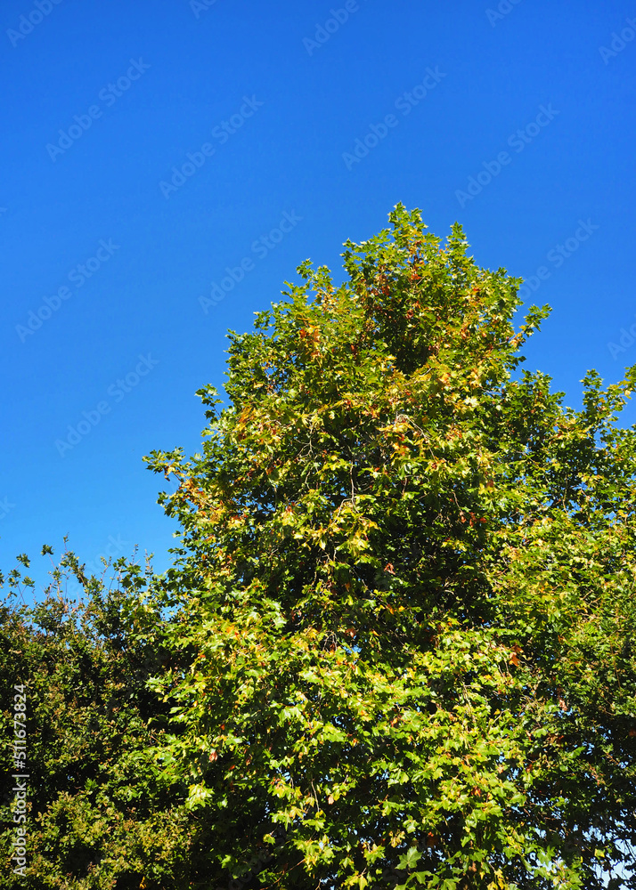bush tree texture nature green leaves background Bark trunk rough surface texture plant and white cloud blue sky bush tree texture nature green leaves background Bark trunk rough surface texture plant and white cloud blue sky