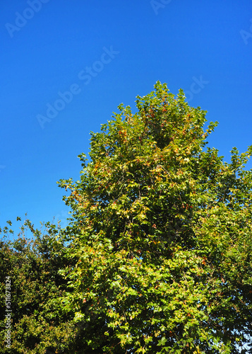 bush tree texture nature green leaves background Bark trunk rough surface texture plant and white cloud blue sky