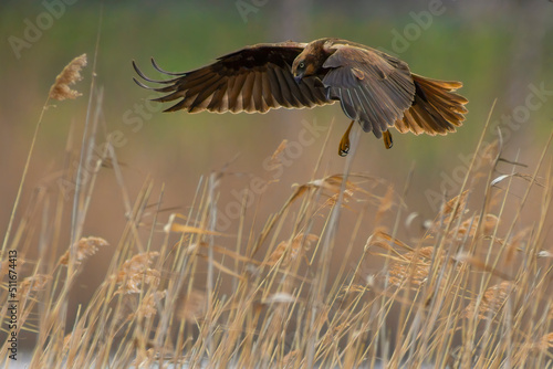 a female marsh harrier flies out of the reeds of a lake © Mario Plechaty