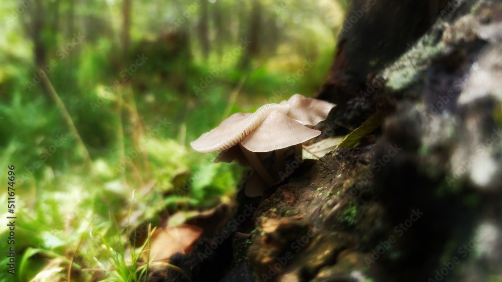 Fototapeta premium mushrooms in the forest