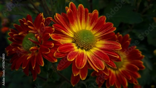 red dahlia flower