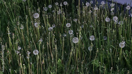 Faded dandelions sway in wind on unmowed lawn.