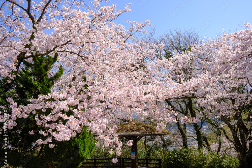 福井県敦賀市　忠霊塔の桜