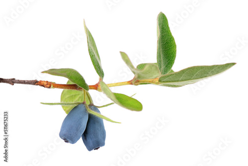 Honeysuckle twig with green leaves isolated on white background. Ripe berries of honeysuckle. Clipping path. photo