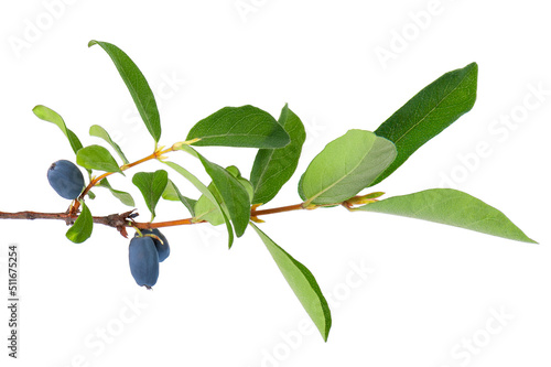Wallpaper Mural Honeysuckle twig with green leaves isolated on white background. Ripe berries of honeysuckle. Clipping path. Torontodigital.ca