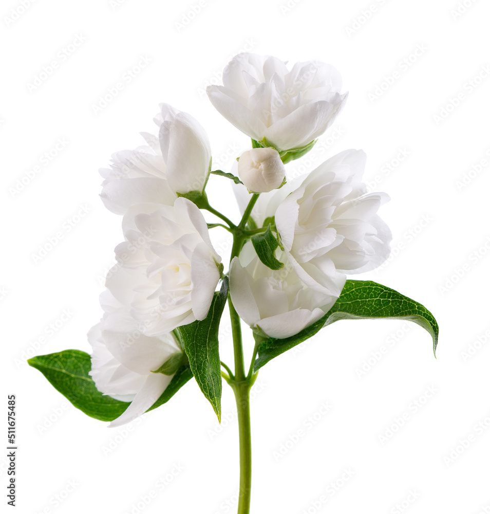 Premium Photo  White terry jasmine flowers in the garden floral