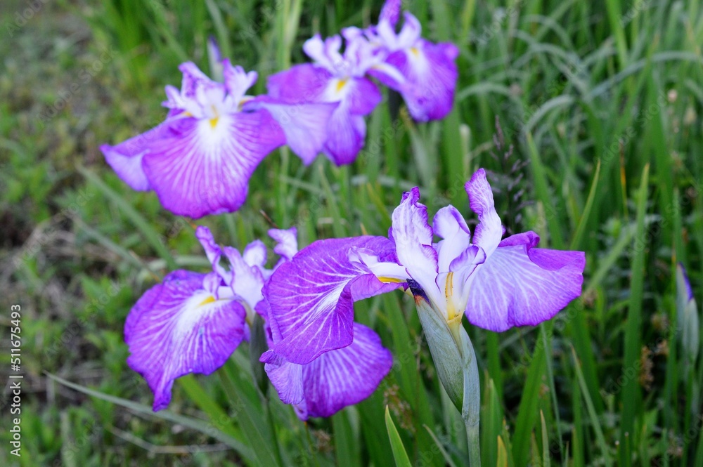 花菖蒲 （はなしょうぶ）