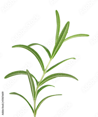 Sprig of fresh rosemary isolated on white background. Rosemary branch.