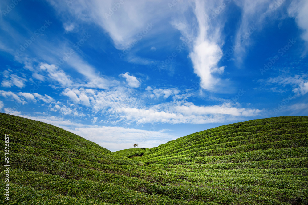Tea Plantation Landscape in beautiful day and sky Tea Plantation Landscape in beautiful day and sky