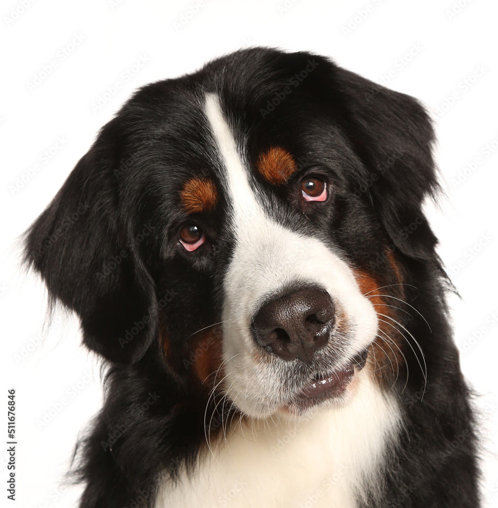 Burnese mountain dog portrait isolated on a white background