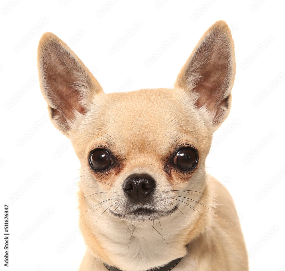 Chihuahua dog portrait isolated on a white background