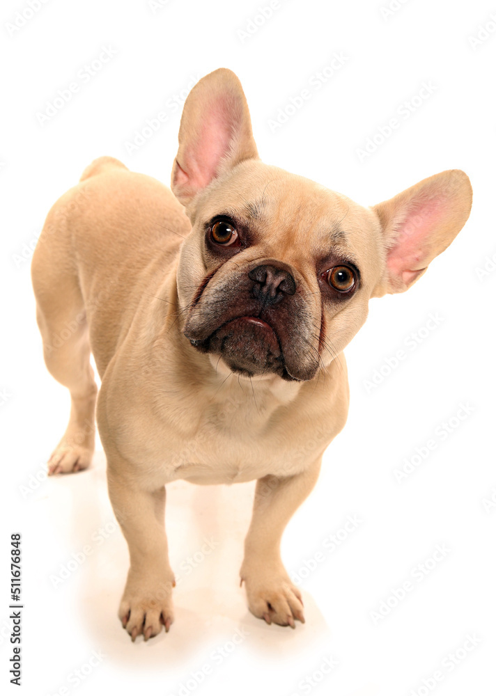 French bulldog standing looking up isolated in a white background