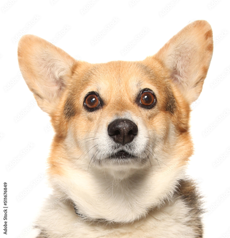Pembrokeshire Welsh Corgi dog portrait isolated on a white background